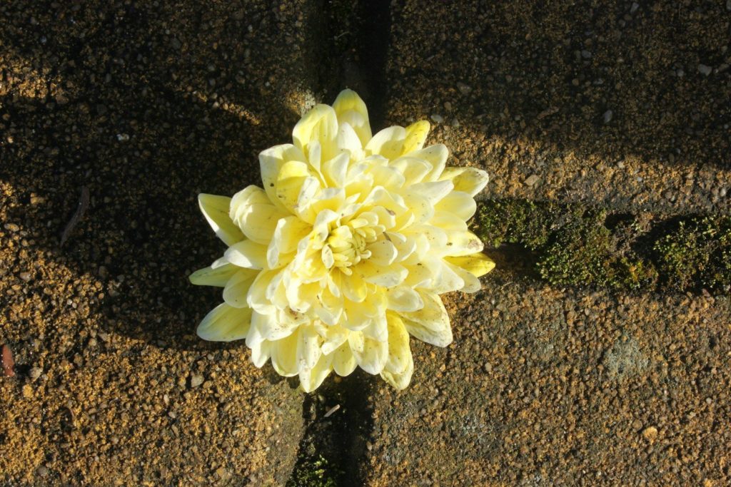 A yellow flower sitting on the side of a road